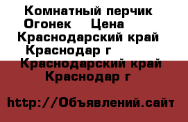 Комнатный перчик “Огонек“ › Цена ­ 50 - Краснодарский край, Краснодар г.  »    . Краснодарский край,Краснодар г.